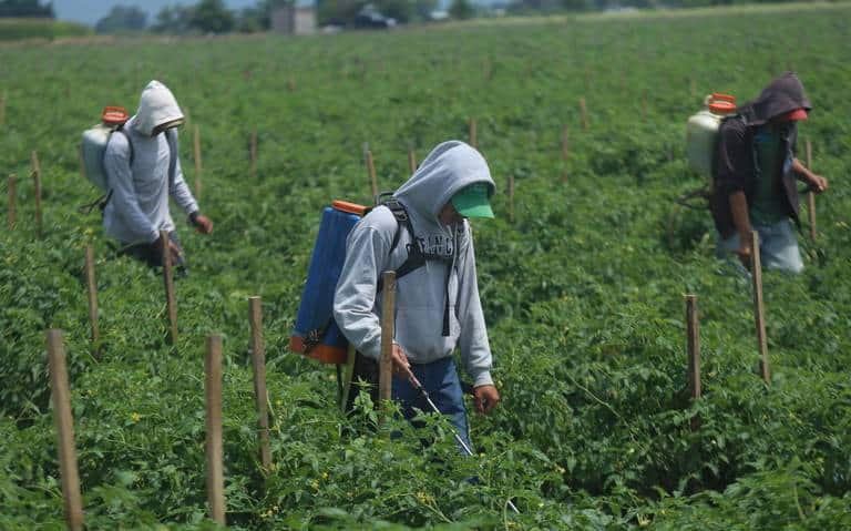 Indígenas tarahumaras explotados en el Campo 35