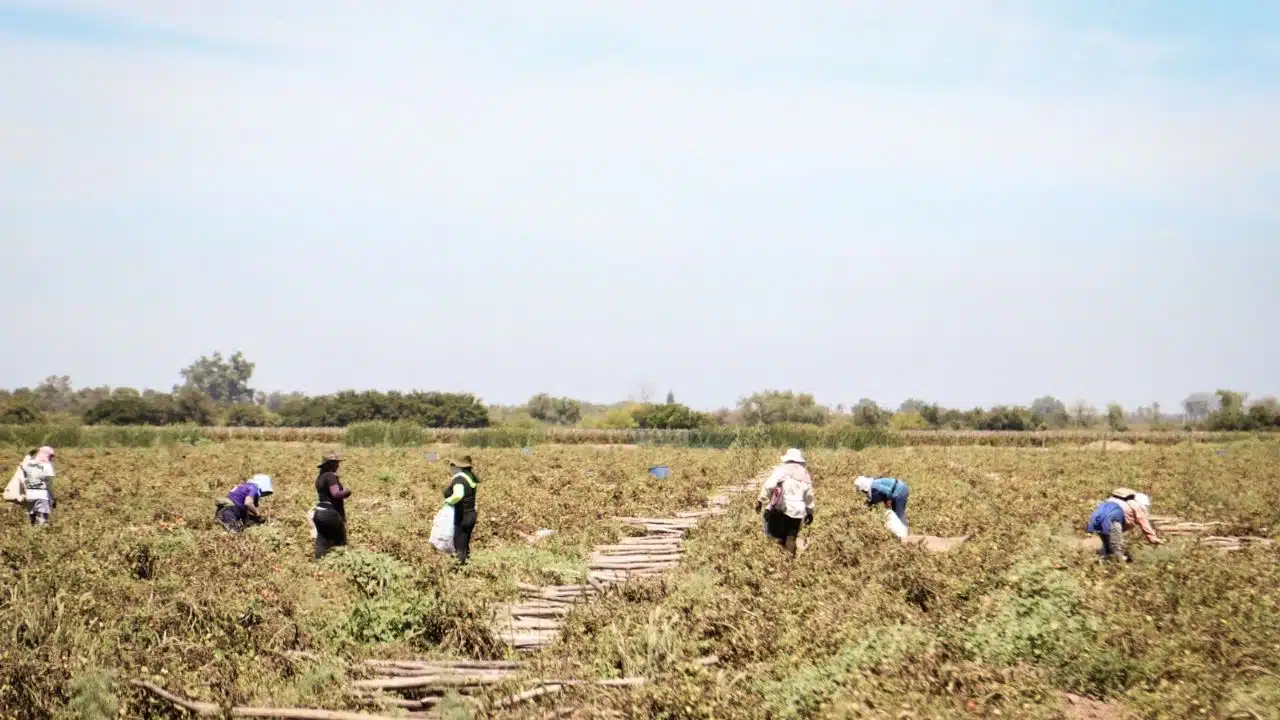 Jornaleros agrícolas