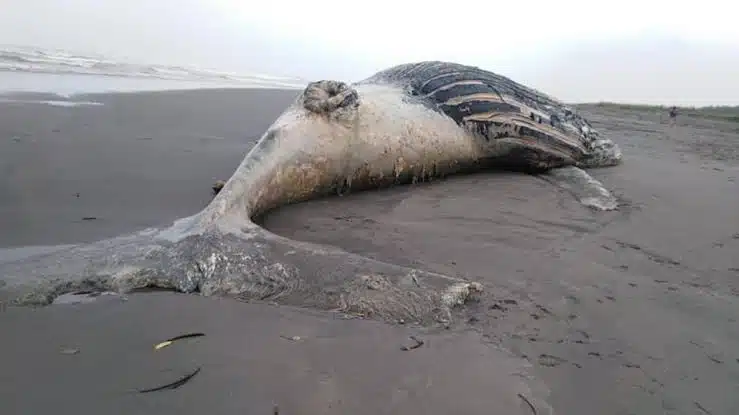 Localizan ballena azul de 4 toneladas sin vida en Guatemala