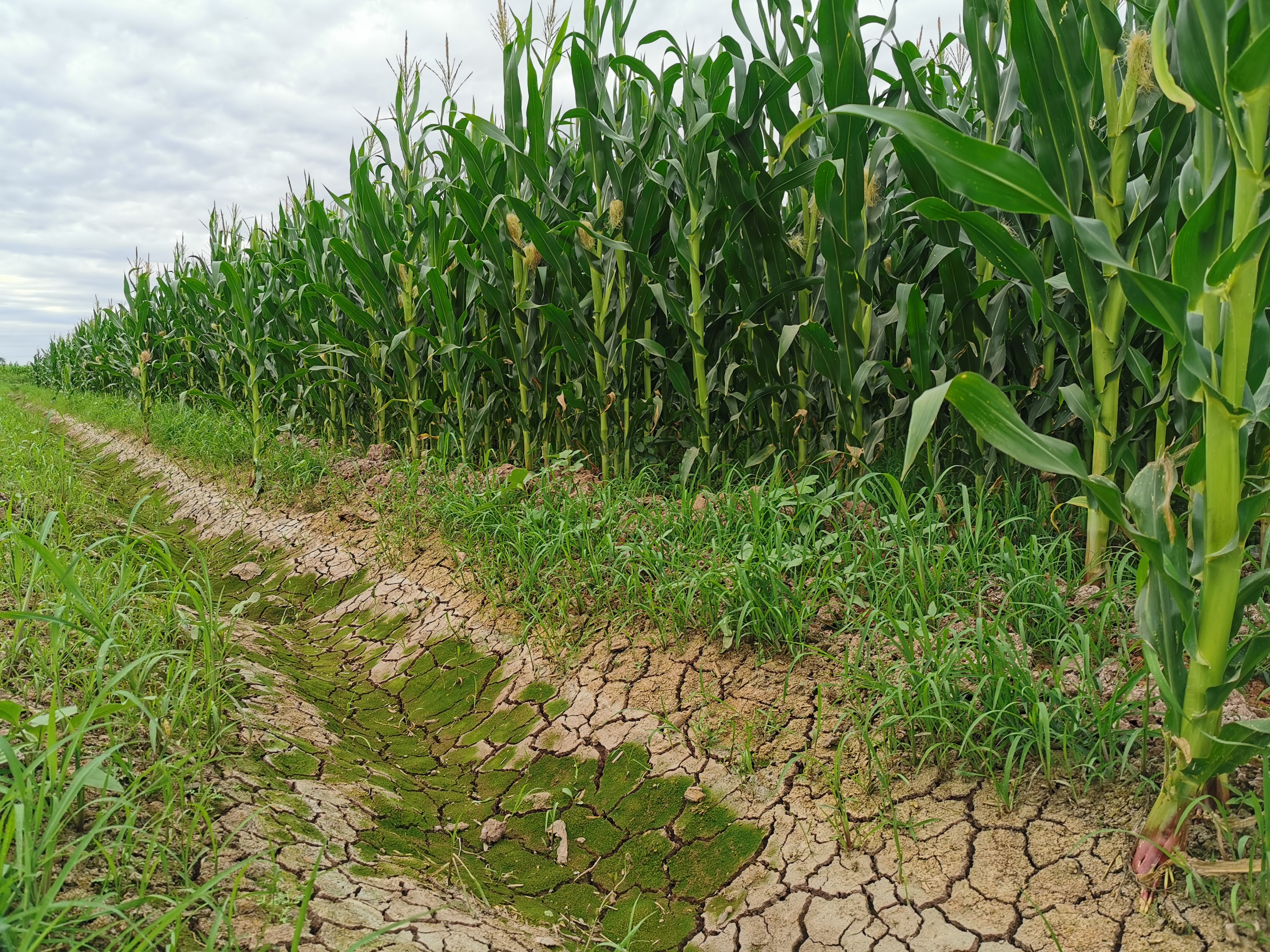 Maíz Cultivos Sequía AGRO