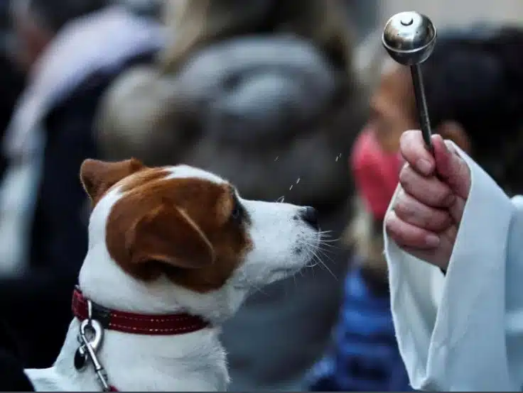 Mascotas Bendición