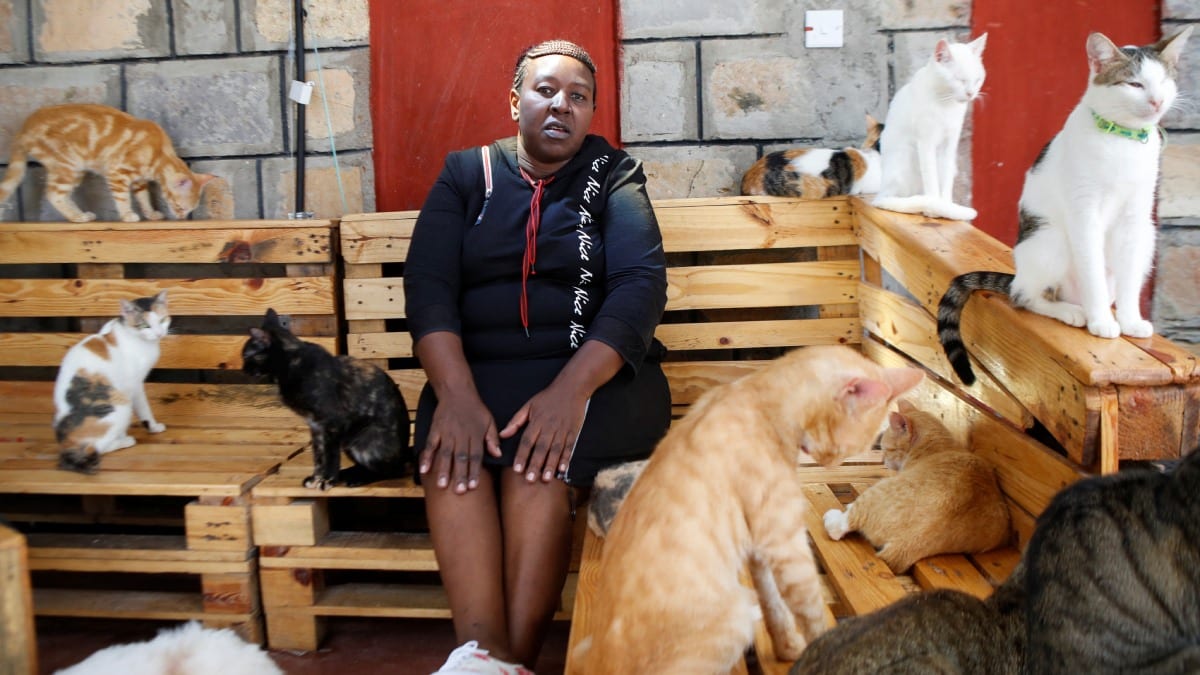 Mujer gato rescata a mininos en la calle; ya tiene 600 animalitos