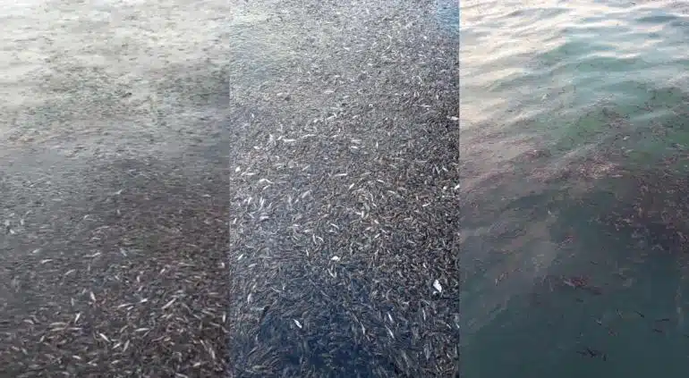 Este hecho generó preocupación, ya que en las fotografías se pueden ver los cientos de peces flotando sin vida mientras los pescadores circulaban por la zona de playa. 