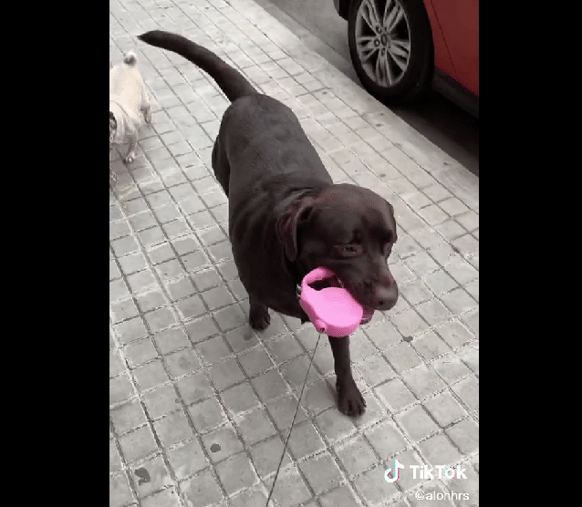 Perrito paseando a su dueño