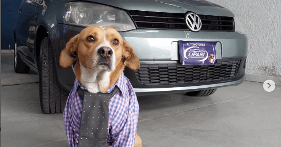 Perritos vendedores