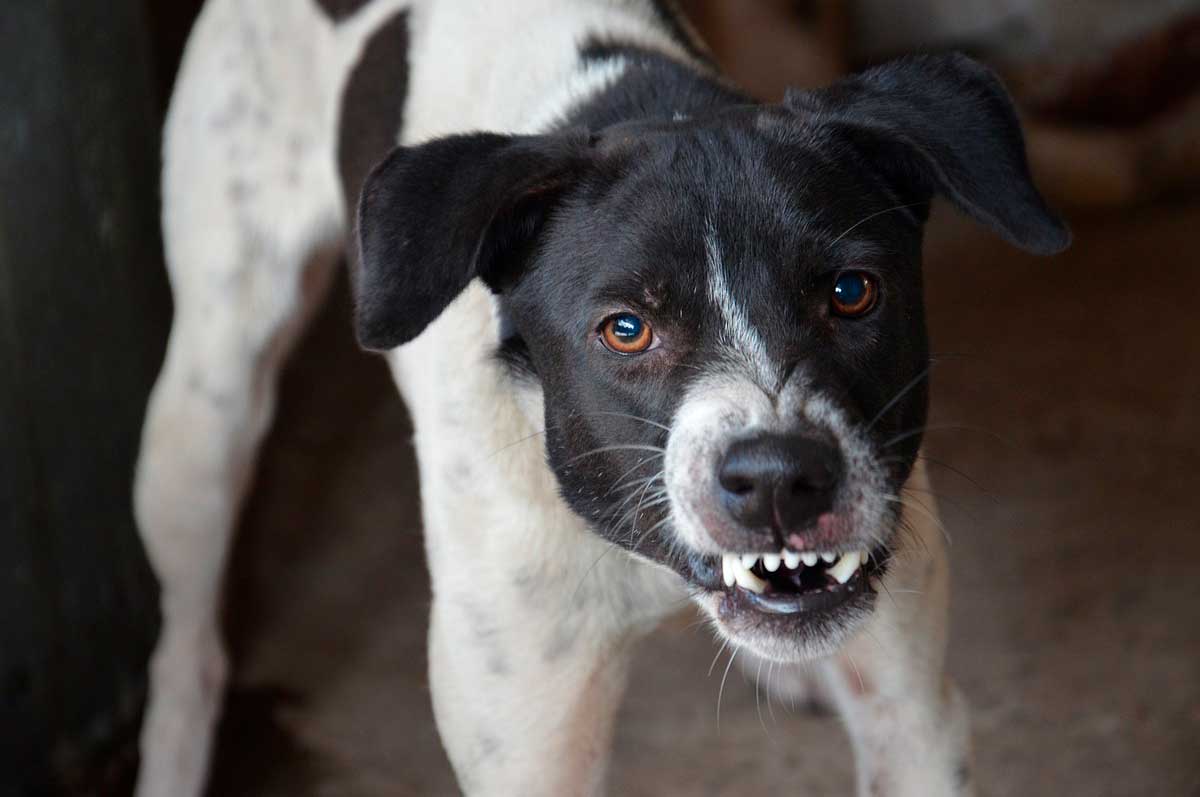 Perro con rabia sonora