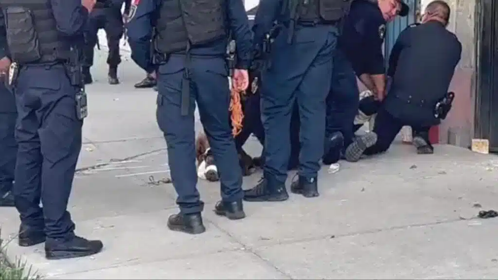 Perro detenido