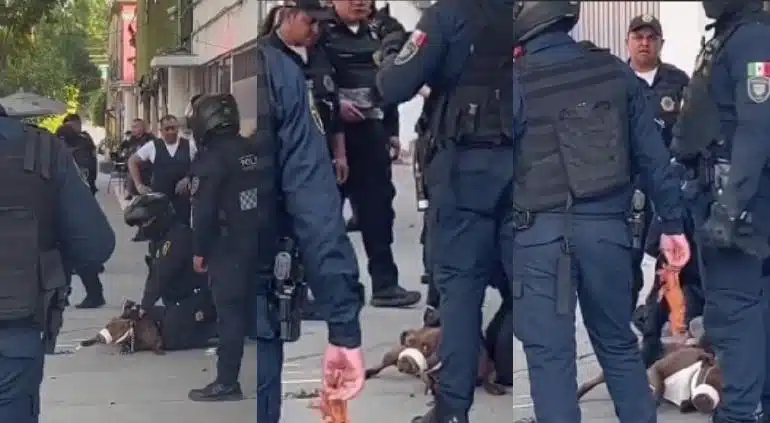Perrito es arrestado tras morder a policía en Ciudad de México; se vuelve viral