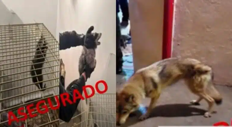 Tres perros lobo hasta un mapache; fueron los decomisos que hizo FGJ a atacantes de Ciro Gómez Leyva