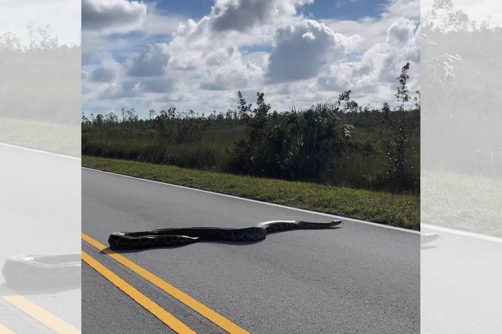 Piton brimana en Florida