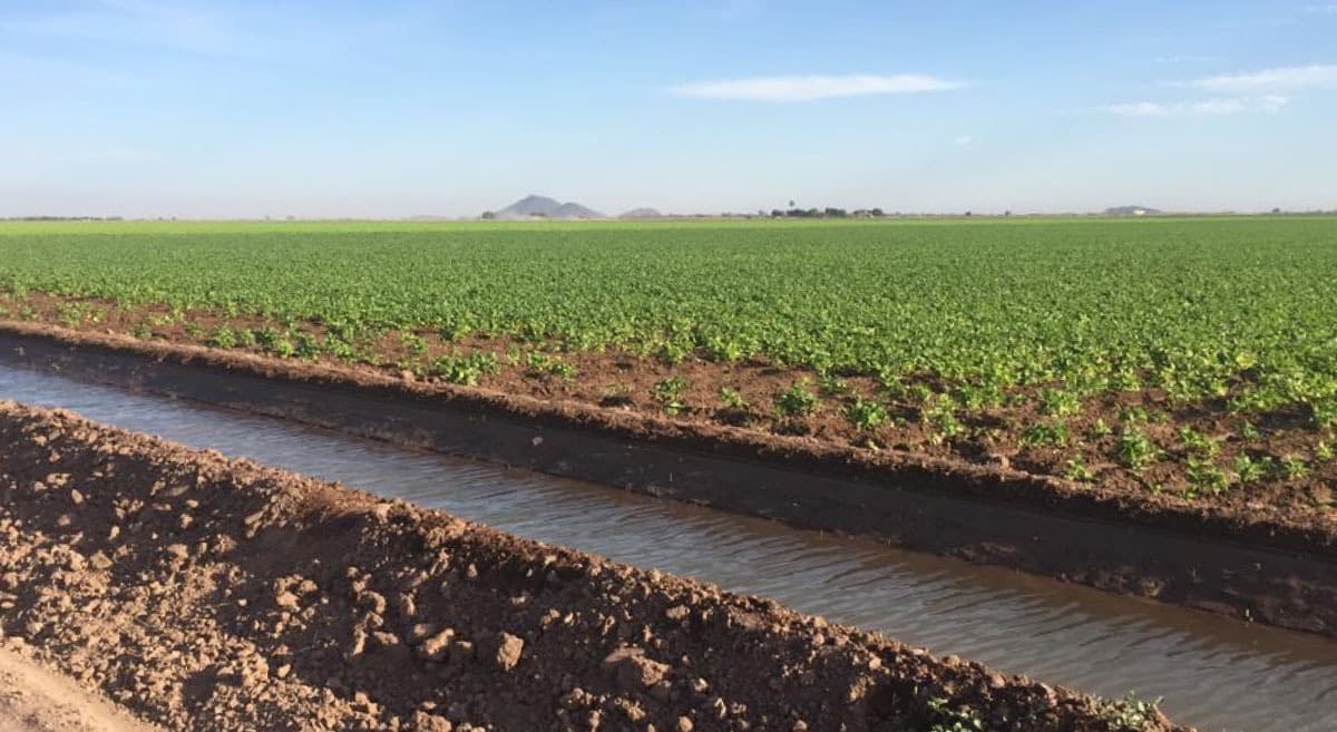 Productores agrícolas