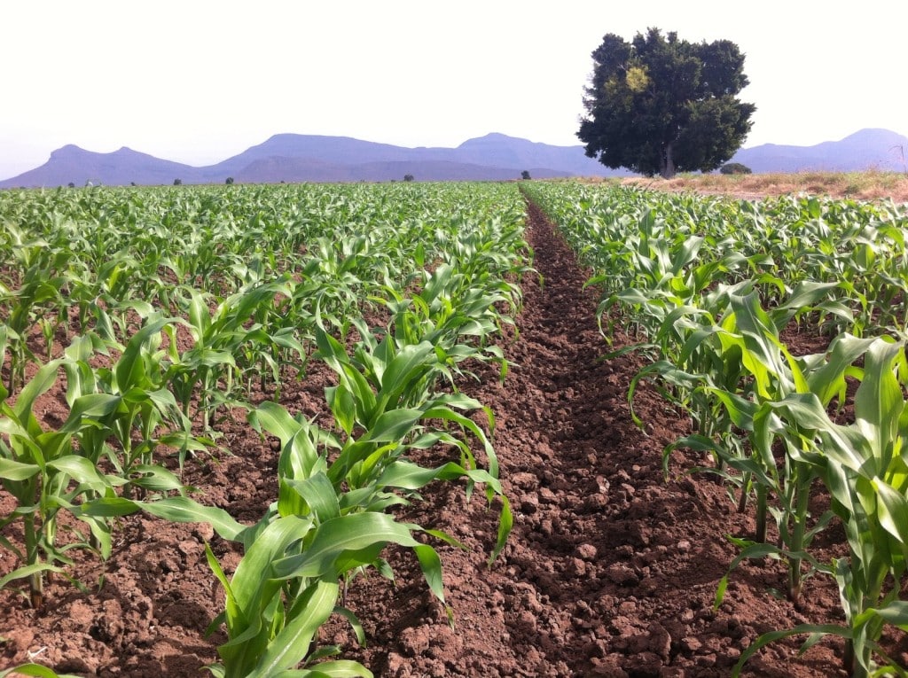 Productores ruegan que las temperaturas no bajen más de lo que se pronostican