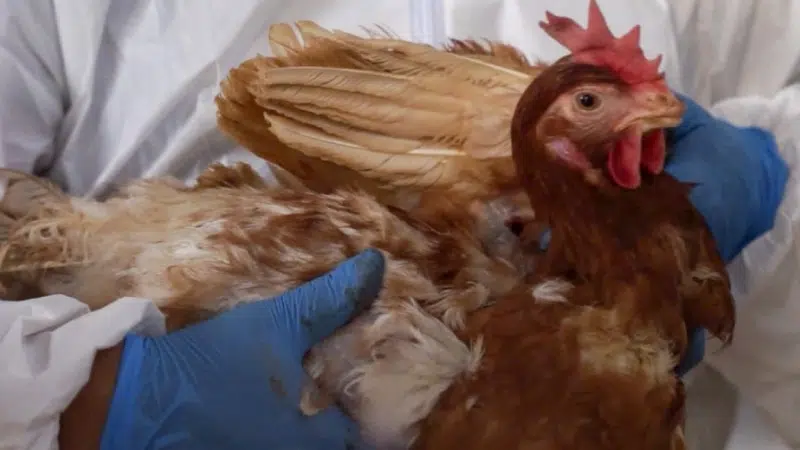 Reporta Ecuador el primer caso de influenza aviar en humanos