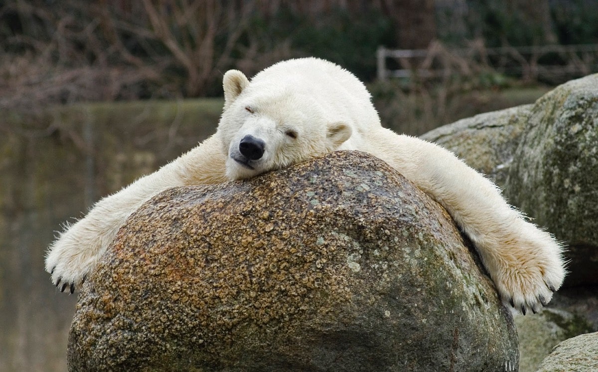 Se despide Estados Unidos de Berlín, la osa polar más grande; ¡tenía 33 años!