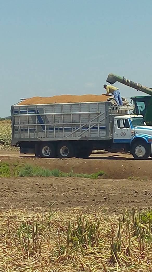Transporte agrícola