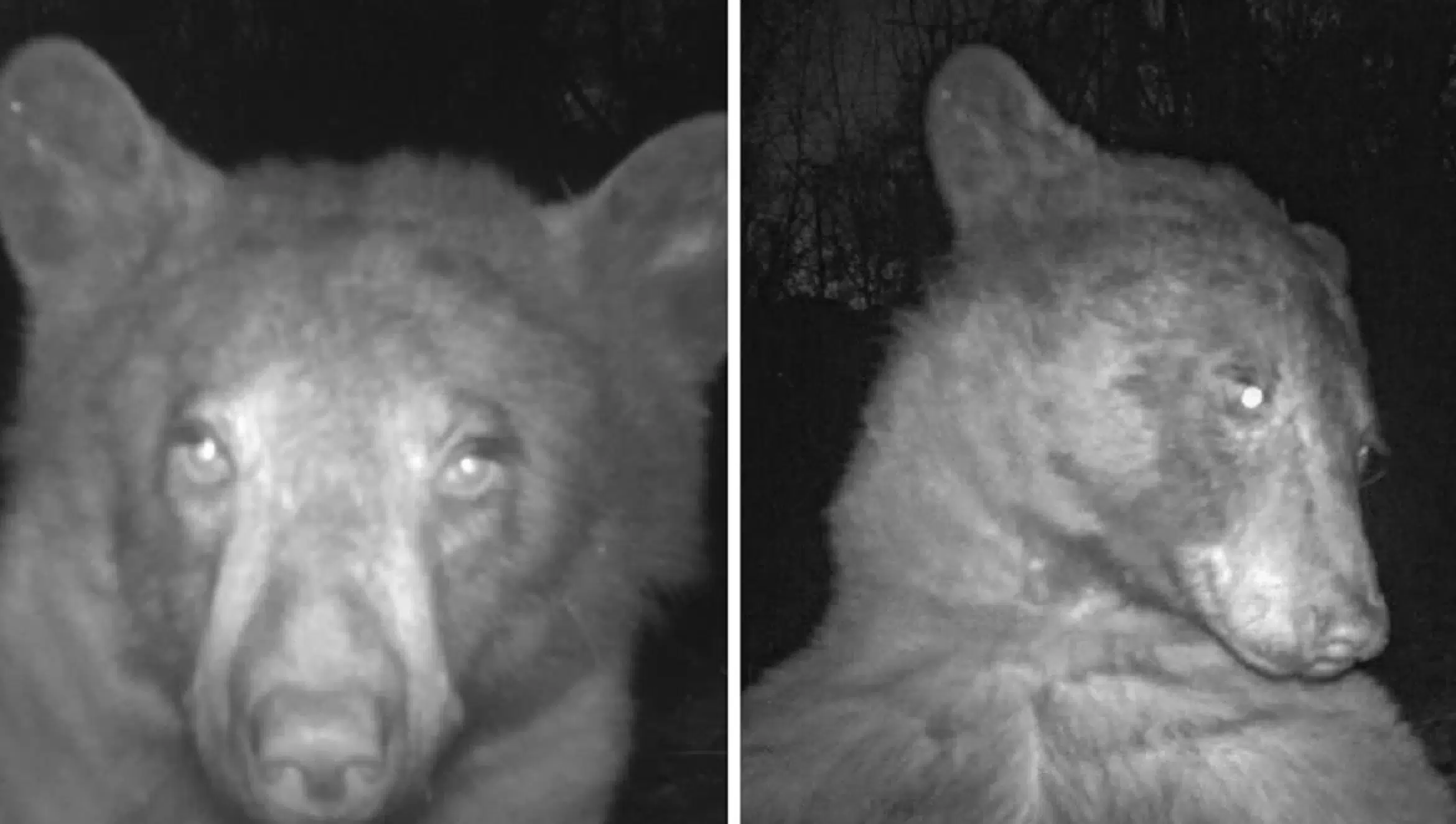 Un oso de Colorado se toma cientos de selfies