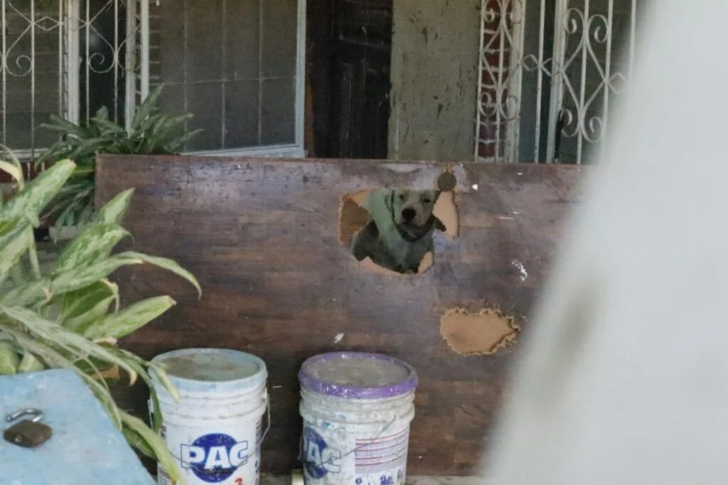 ¡Ya recibe atención veterinaria! Perro que agonizaba ya está siendo atendido: PC
