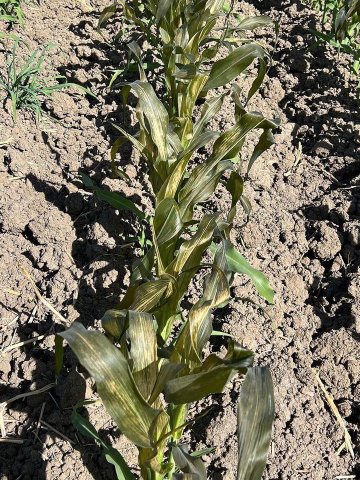 Daños en cultivo por heladas