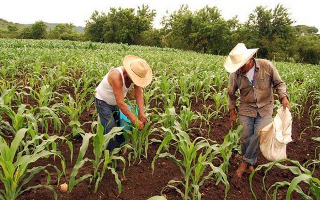 agricultura sinaloa