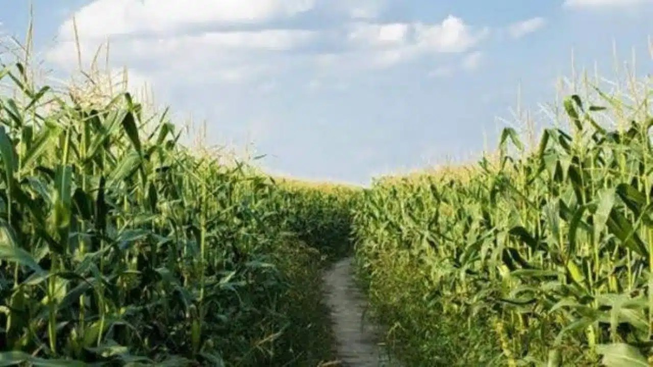 cultivo de maíz