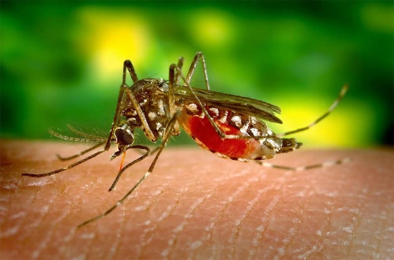 dengue en colima