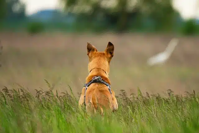 perro-dispara-su-dueño