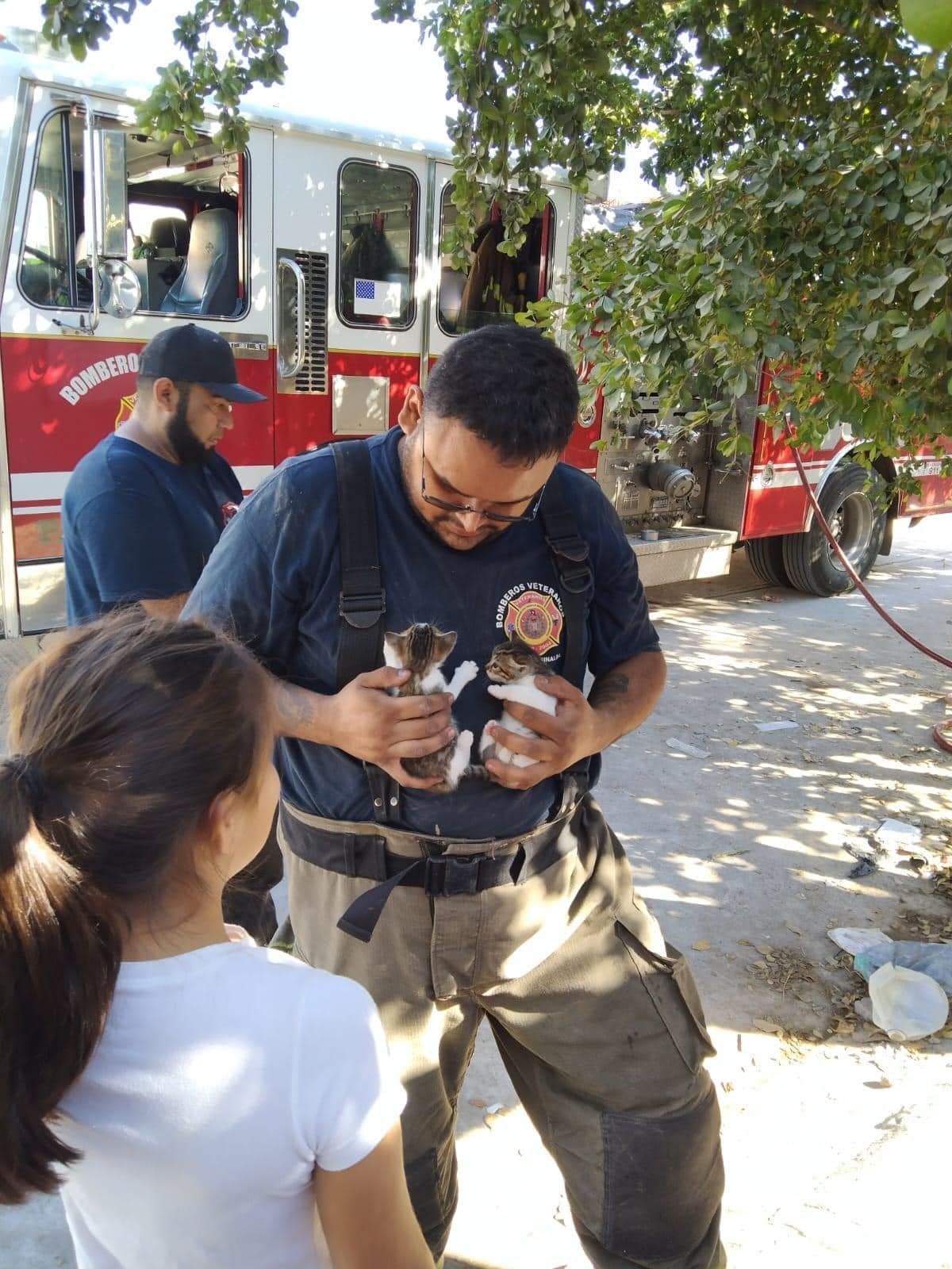 rescate de gatos
