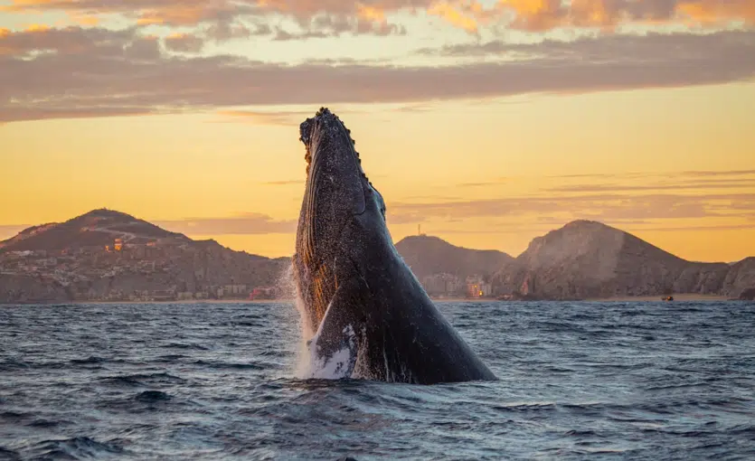 temporada de ballenas los cabos