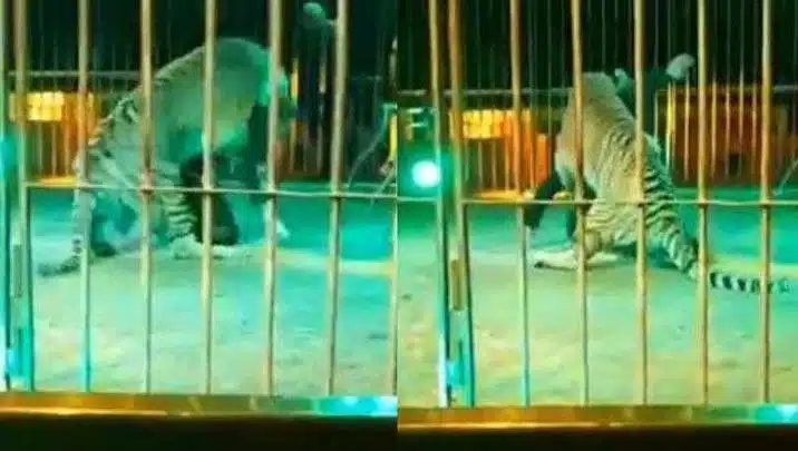 tigre ataca a su domador