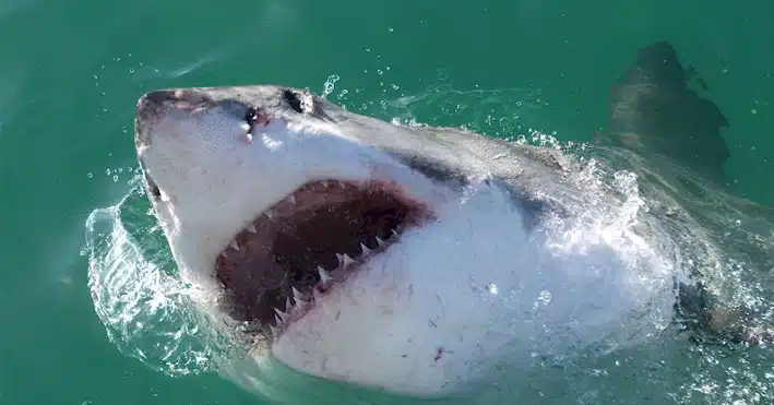 ¡Brutal! Tiburón decapita a pescador en playas mexicanas
