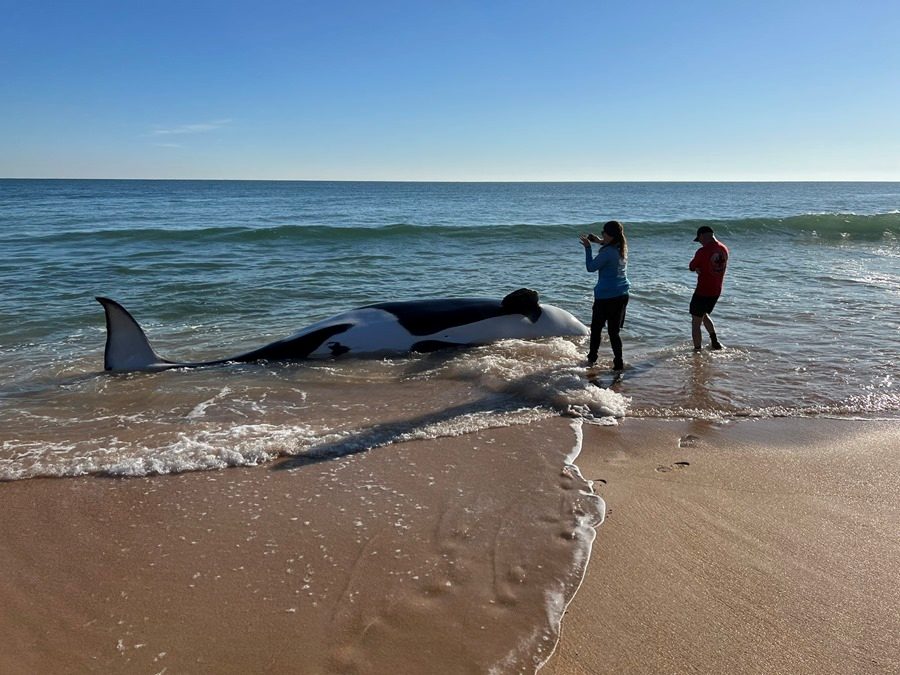 ¡Impactante! Aparece enorme orca muerta en una playa de Florida