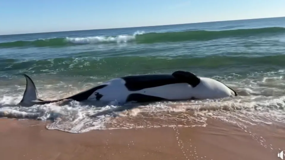 ¡Impactante! Aparece enorme orca muerta en una playa de Florida