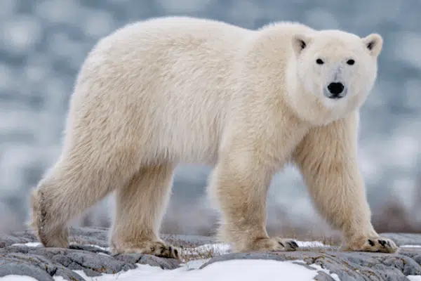 ¡Terrible! Oso polar persigue y mata a dos personas