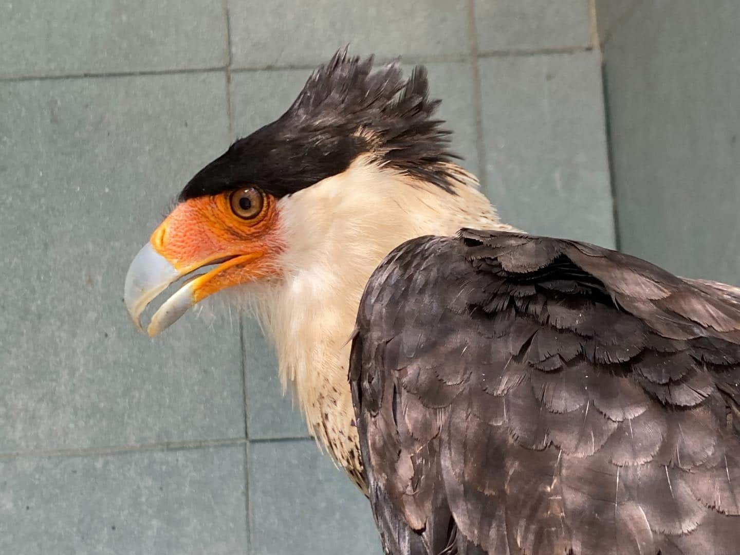 Ave caracara