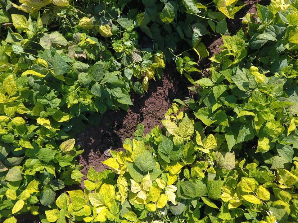 Aumenta inversión en el cultivo de frijol ante lluvias en la zona norte de Sinaloa