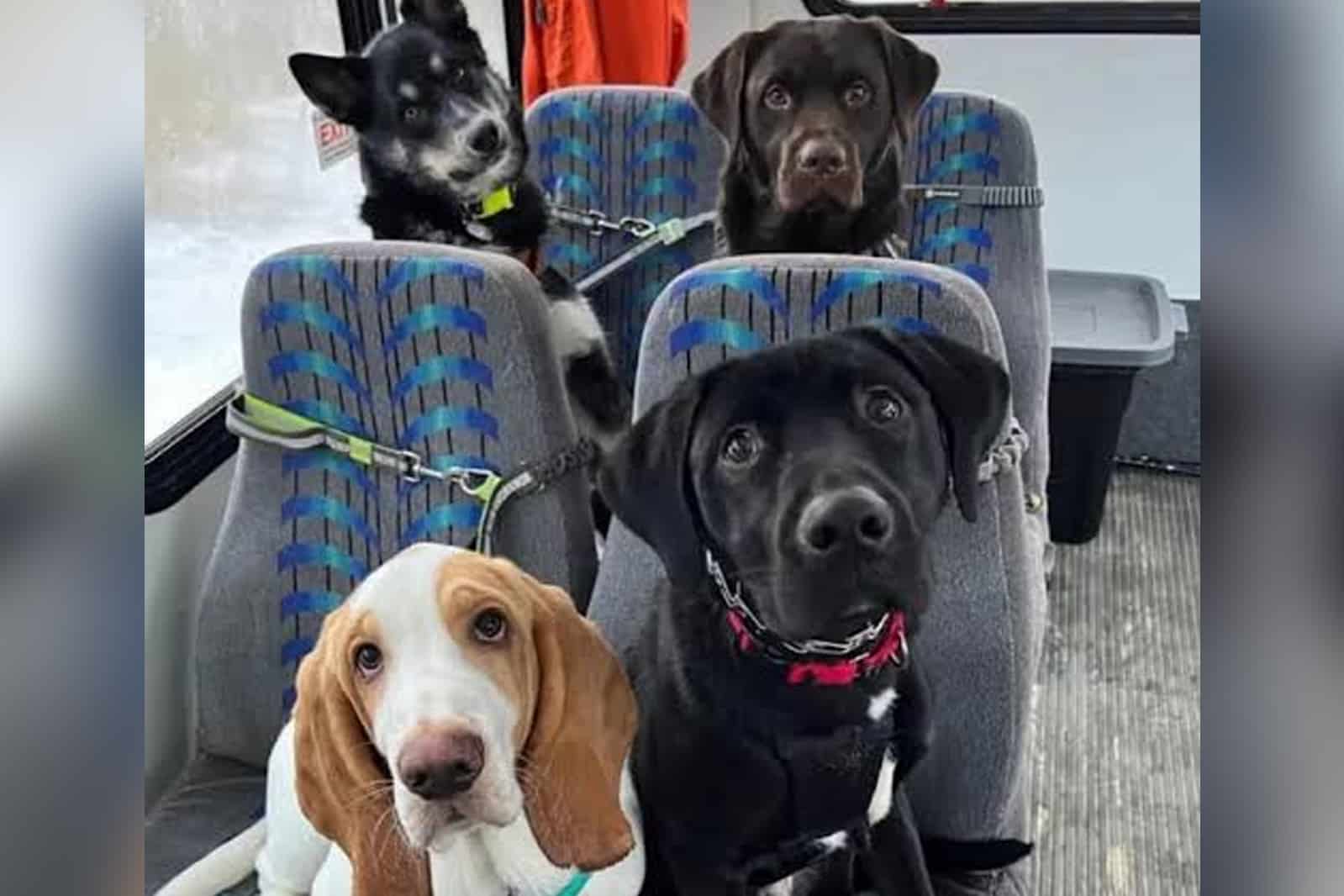 Crean camión para llevar a perritos de excursión en Alaska