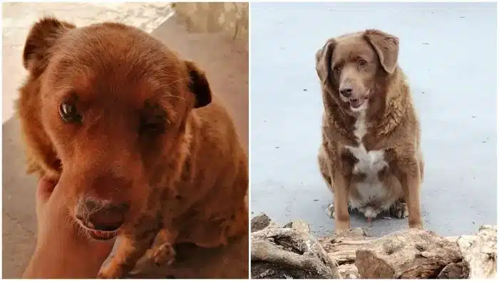 El perrito más viejo del mundo ¡tiene 30 años! y recibió un Récord Guinness