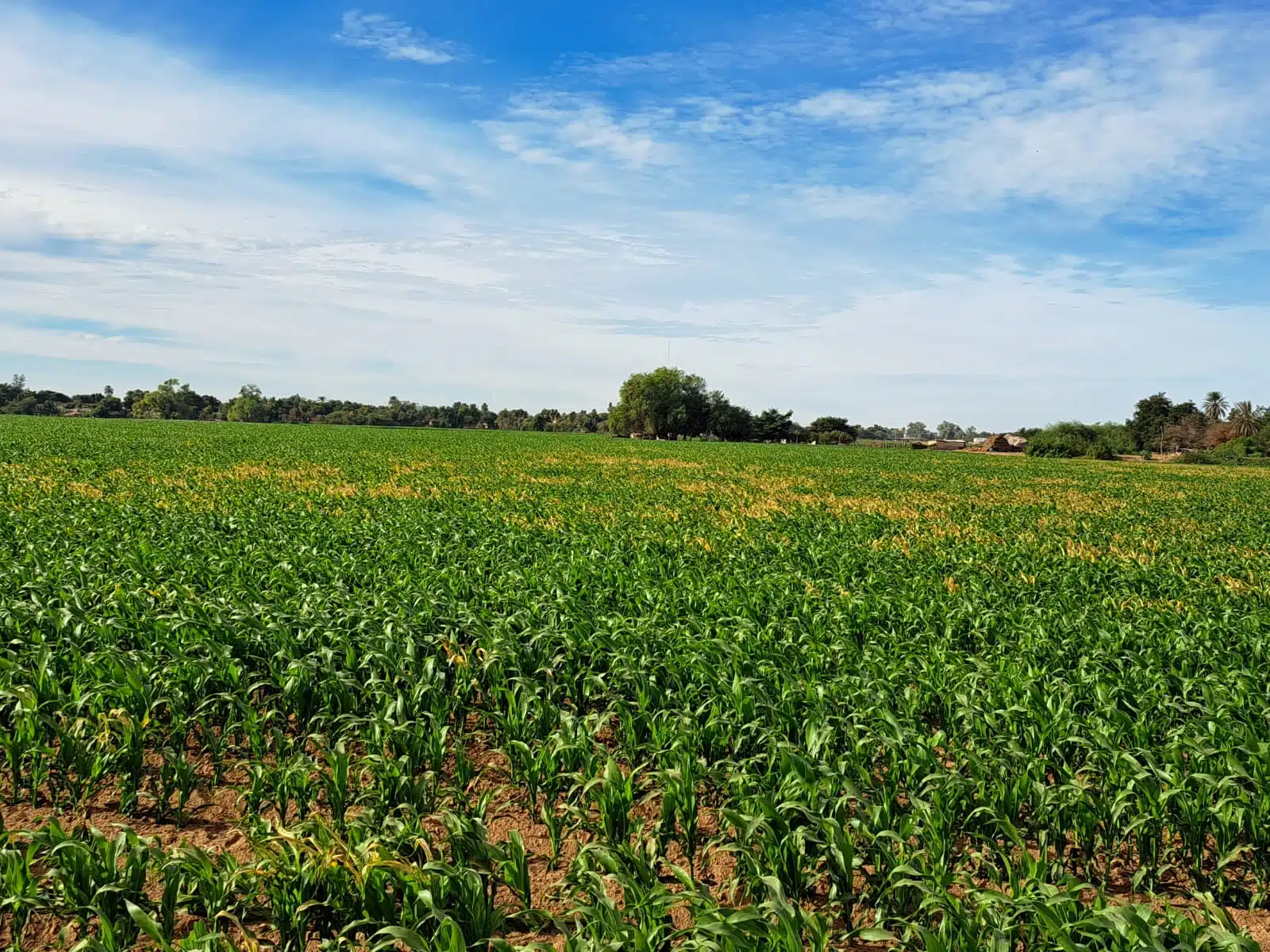 Con fertilizantes y riegos, maíz se recuperan de las heladas en el Valle de Guasave