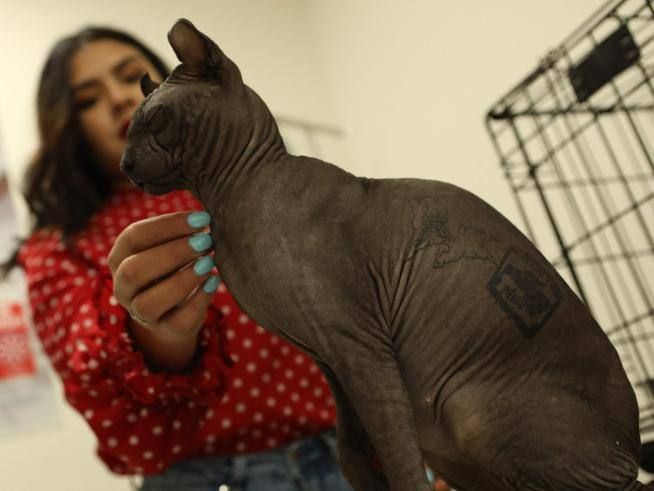 ¿Quieres adoptar a Presidiario? Esto tienes que hacer para quedarte con el gato tatuado de Juárez