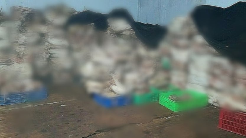 Gatos asesinados en Vietnam 
