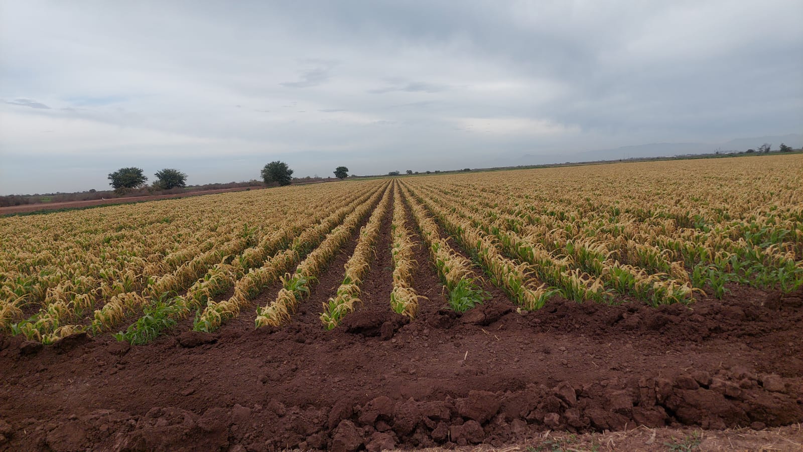 Heladas en cultivos del Carrizo (1)