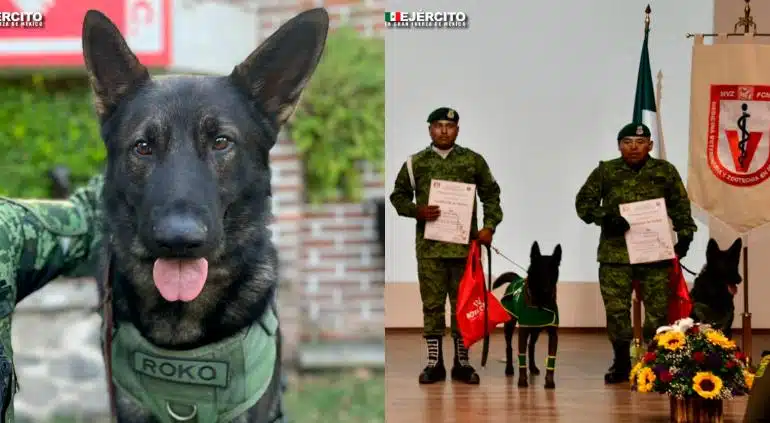 ¡Honor a quien honor merece! Federación Canófila Mexicana celebran a perros rescatistas