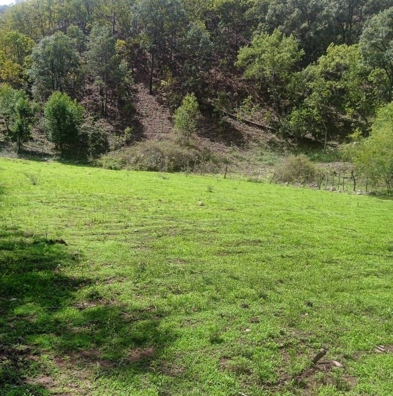 La Chirimoya, Choix