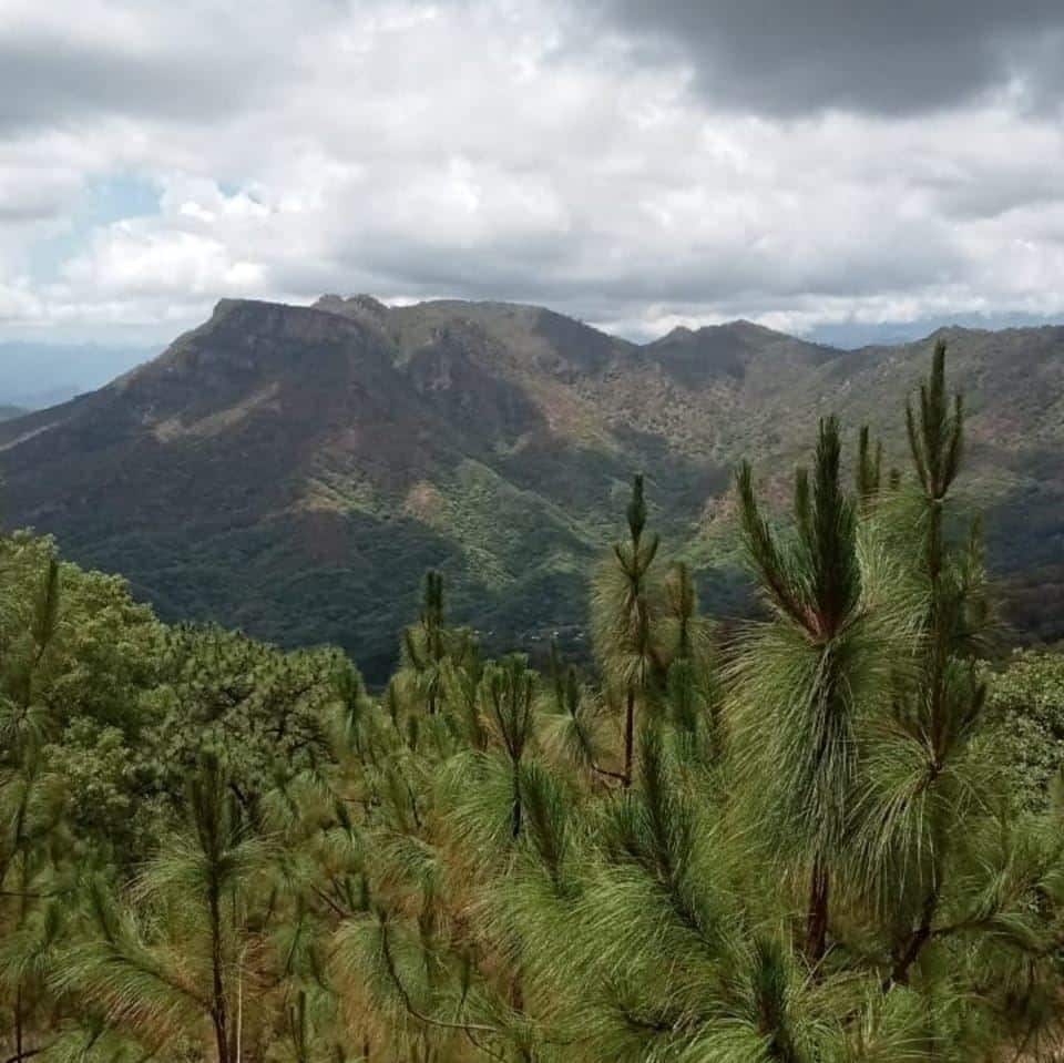 La Chirimoya, Choix