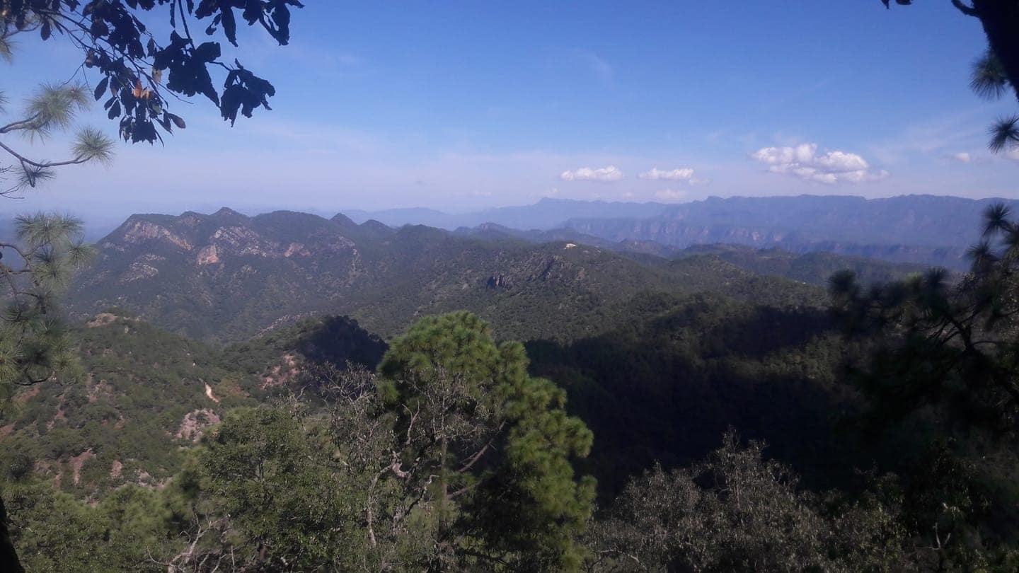 La Chirimoya, Choix