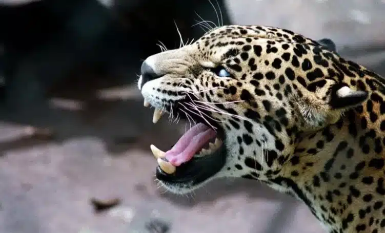 Leopardo en tribunal de India