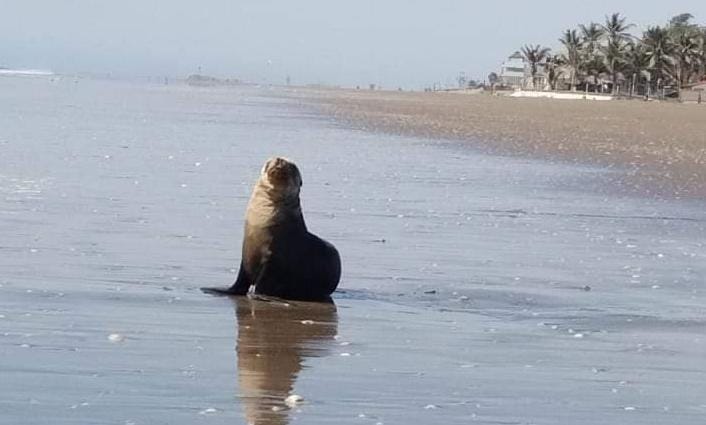 Lobo Marino Playa Las Glorias