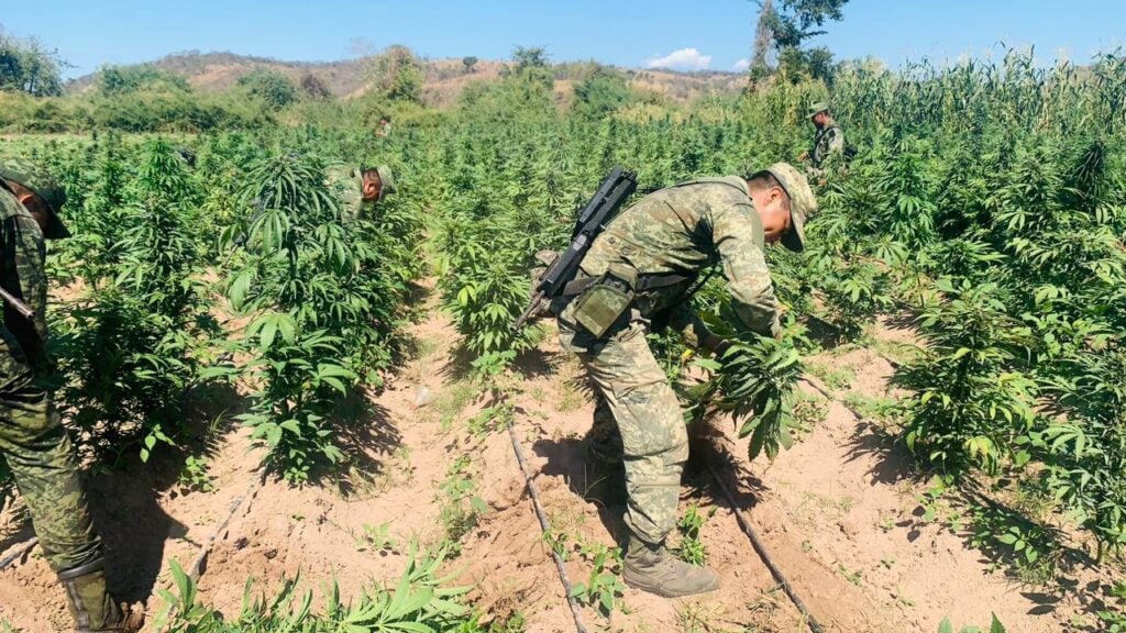 Operativos Sedena Sur Sinaloa