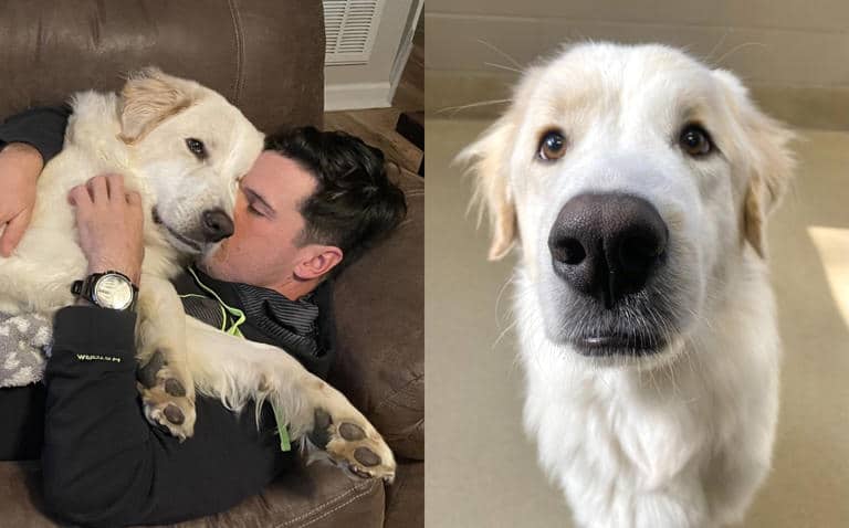 Perrito adoptado