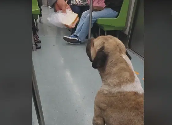 Perrito en Metro